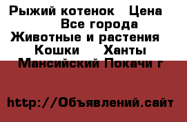 Рыжий котенок › Цена ­ 1 - Все города Животные и растения » Кошки   . Ханты-Мансийский,Покачи г.